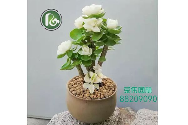 銅錢樹(shù)吸收甲醛凈化空氣